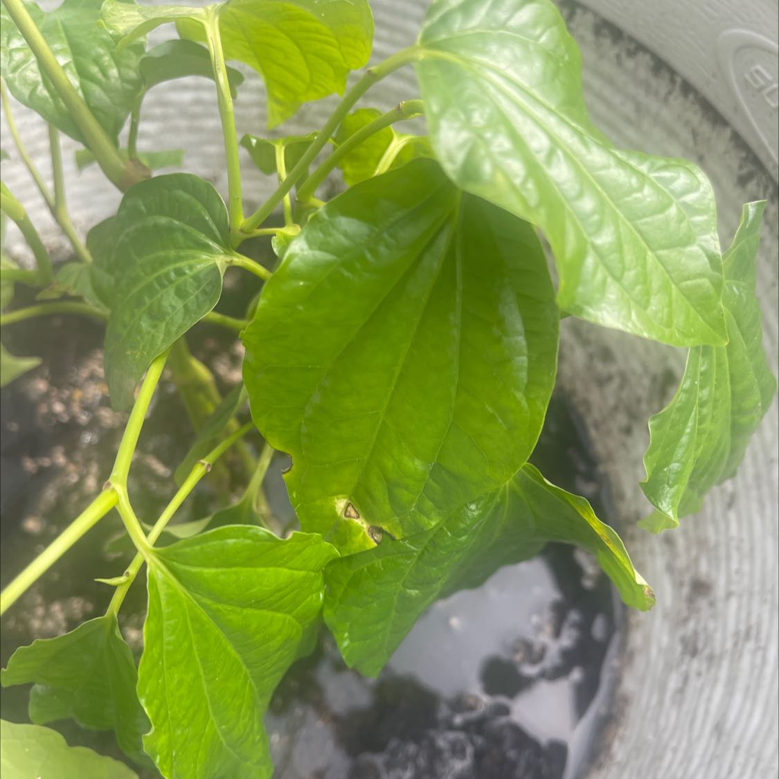 Red Betel plant with vibrant green leaves in a pot with visible soil.