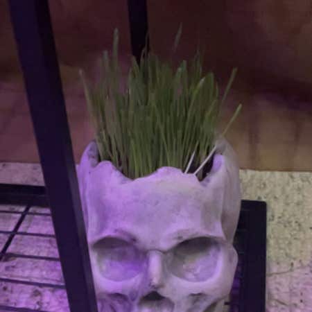 Photo of the plant species cat grass by @CosmicEyes named Khaleesi on Greg, the plant care app