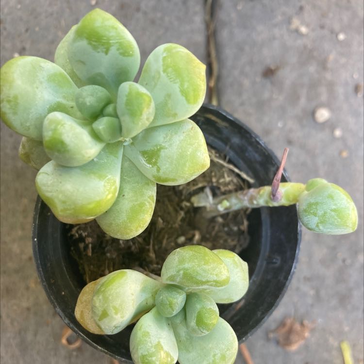Sedum treleasei plant in a small pot with light green fleshy leaves.