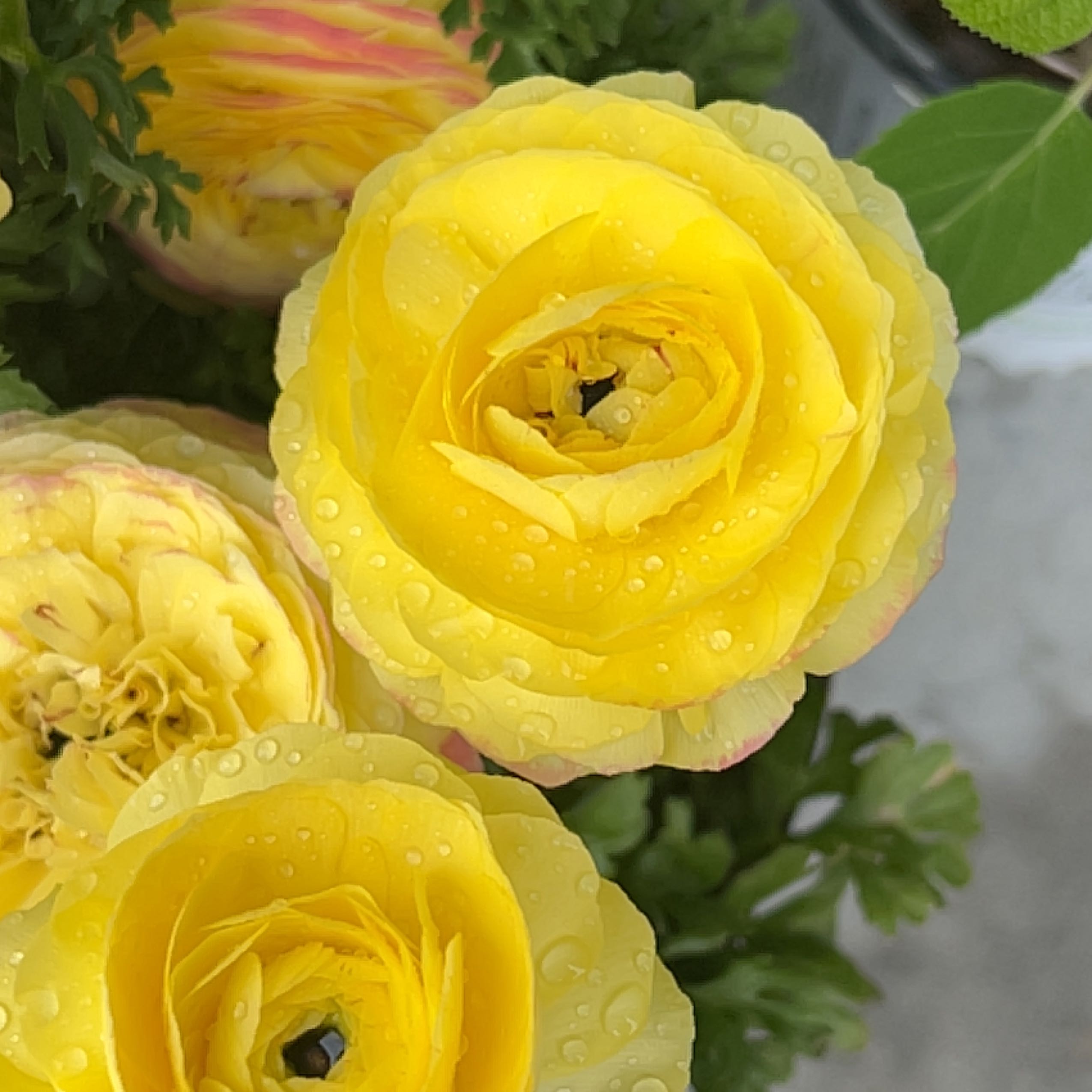 Close-up of a Persian Buttercup with vibrant yellow flowers and water droplets.
