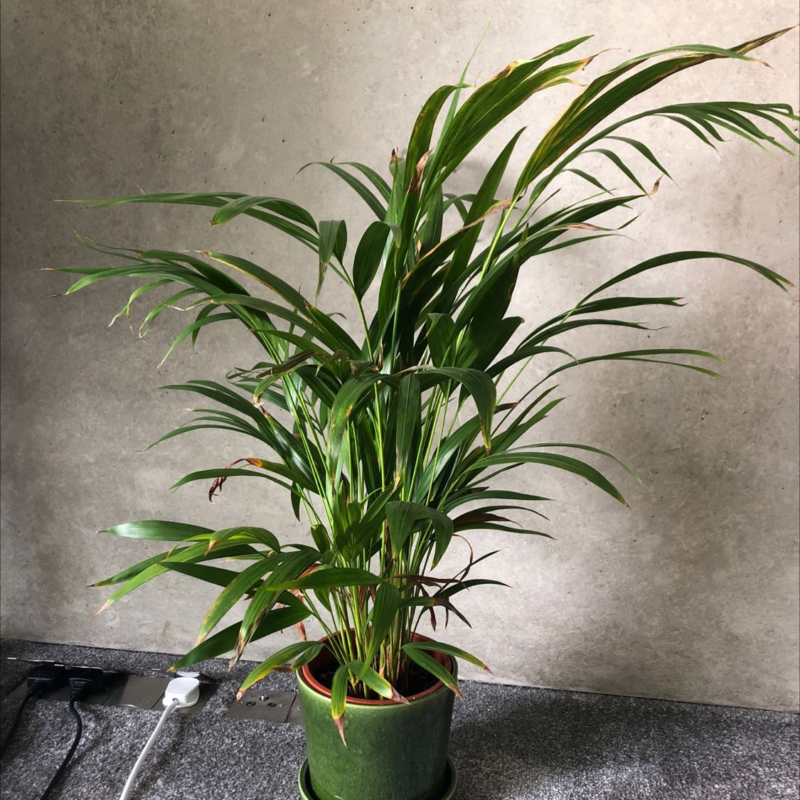 Photo of the plant species Kentia Palm by @MajorCardoon named Kentia palm on Greg, the plant care app