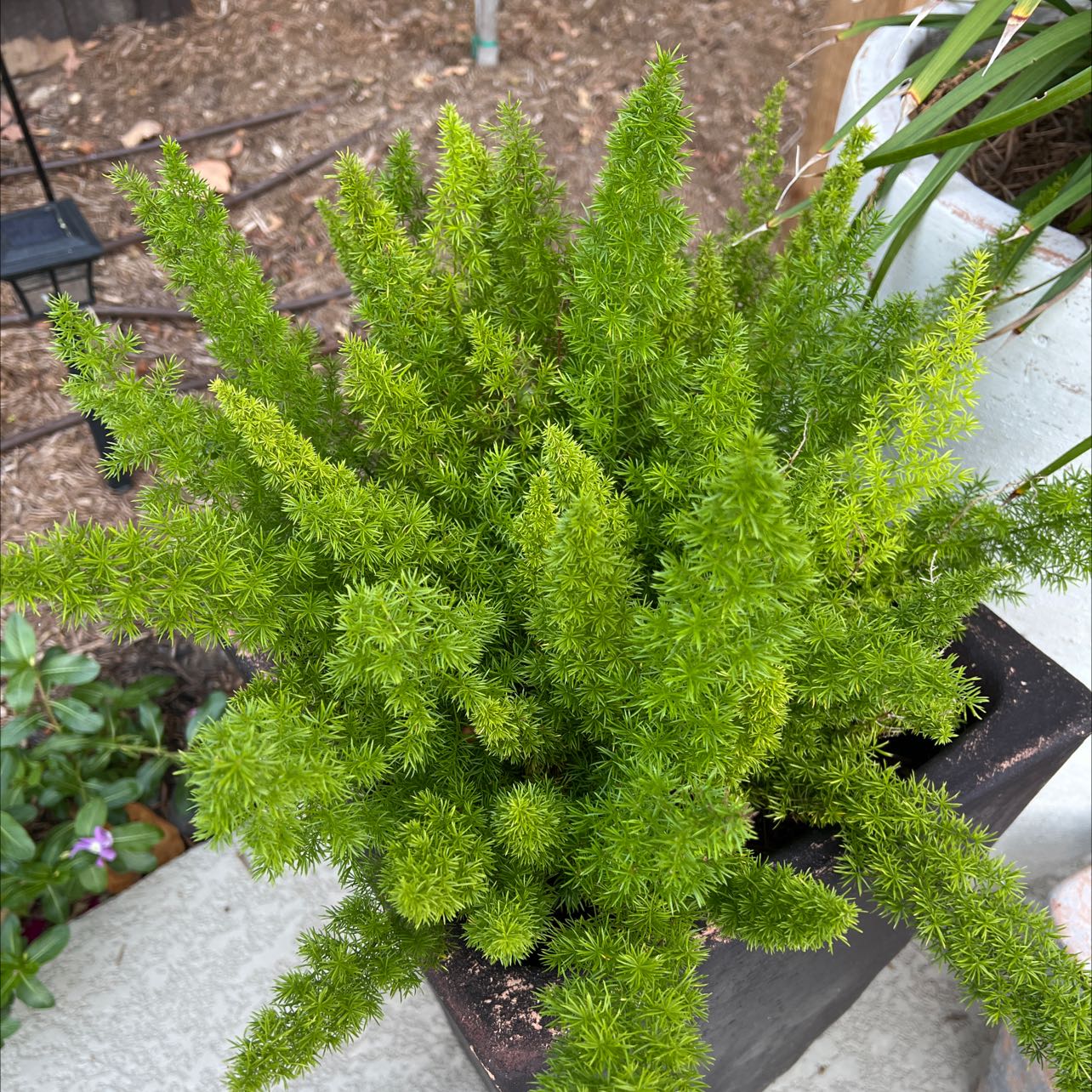 Photo of the plant species Plume Asparagus by @FestalStaraloe named Your plant on Greg, the plant care app