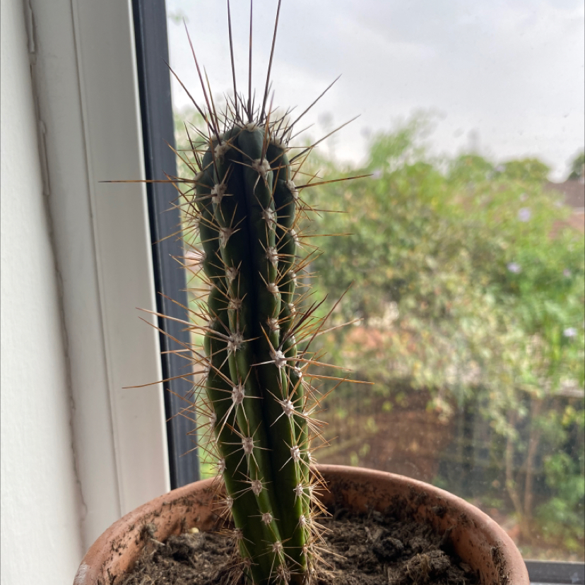Engelmann's Hedgehog Cactus in a pot with visible soil, well-framed and in focus.