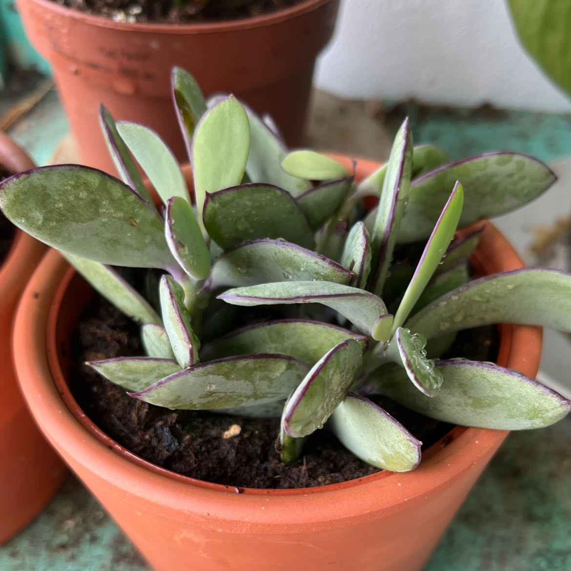Potted Vertical Leaf Senecio succulent with healthy, fleshy leaves and slight purple edges.