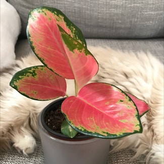 Chinese Evergreen Valentine plant in Somewhere on Earth