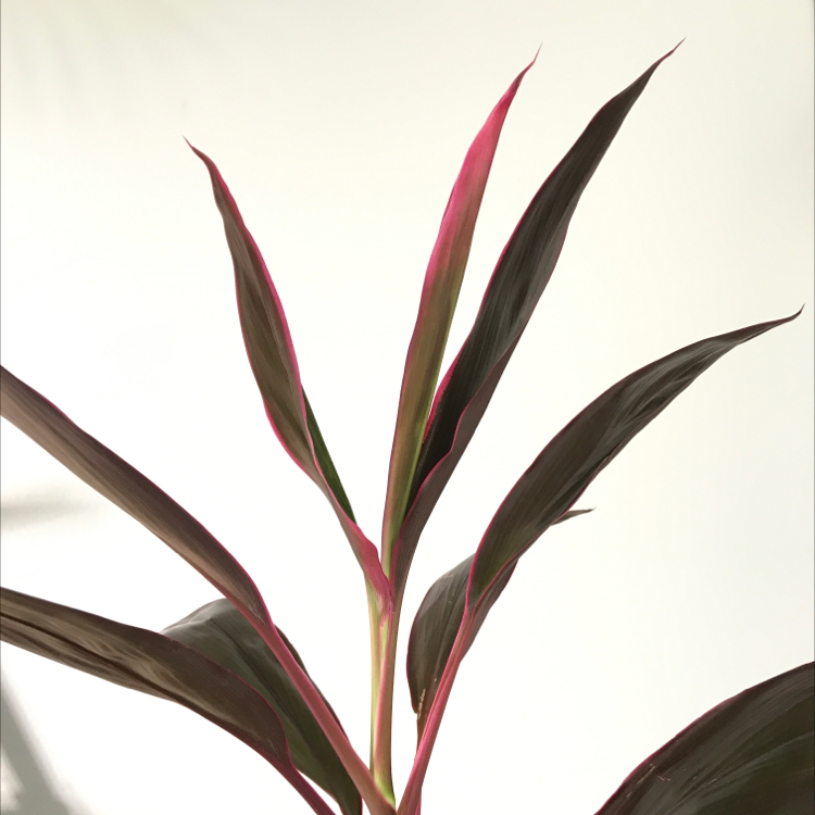 Photo of the plant species Ti Plant by @LilianRyu named 홍단이 on Greg, the plant care app