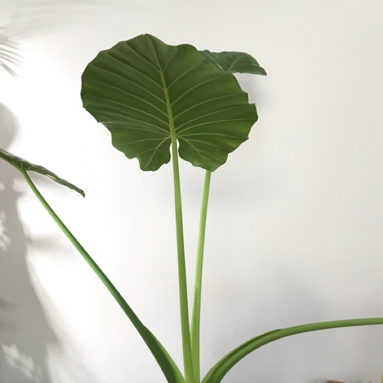 Healthy Alocasia gagaena 'California' with large green leaves.