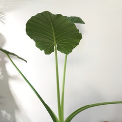 Alocasia gagaena 'California' plant
