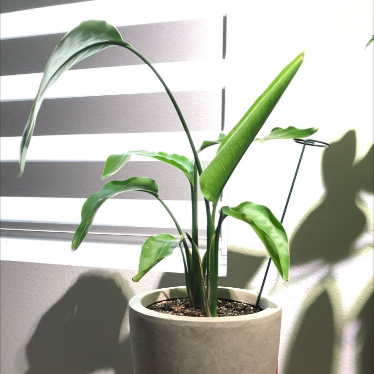 Photo of the plant species White Bird of Paradise by @LilianRyu named Stella on Greg, the plant care app
