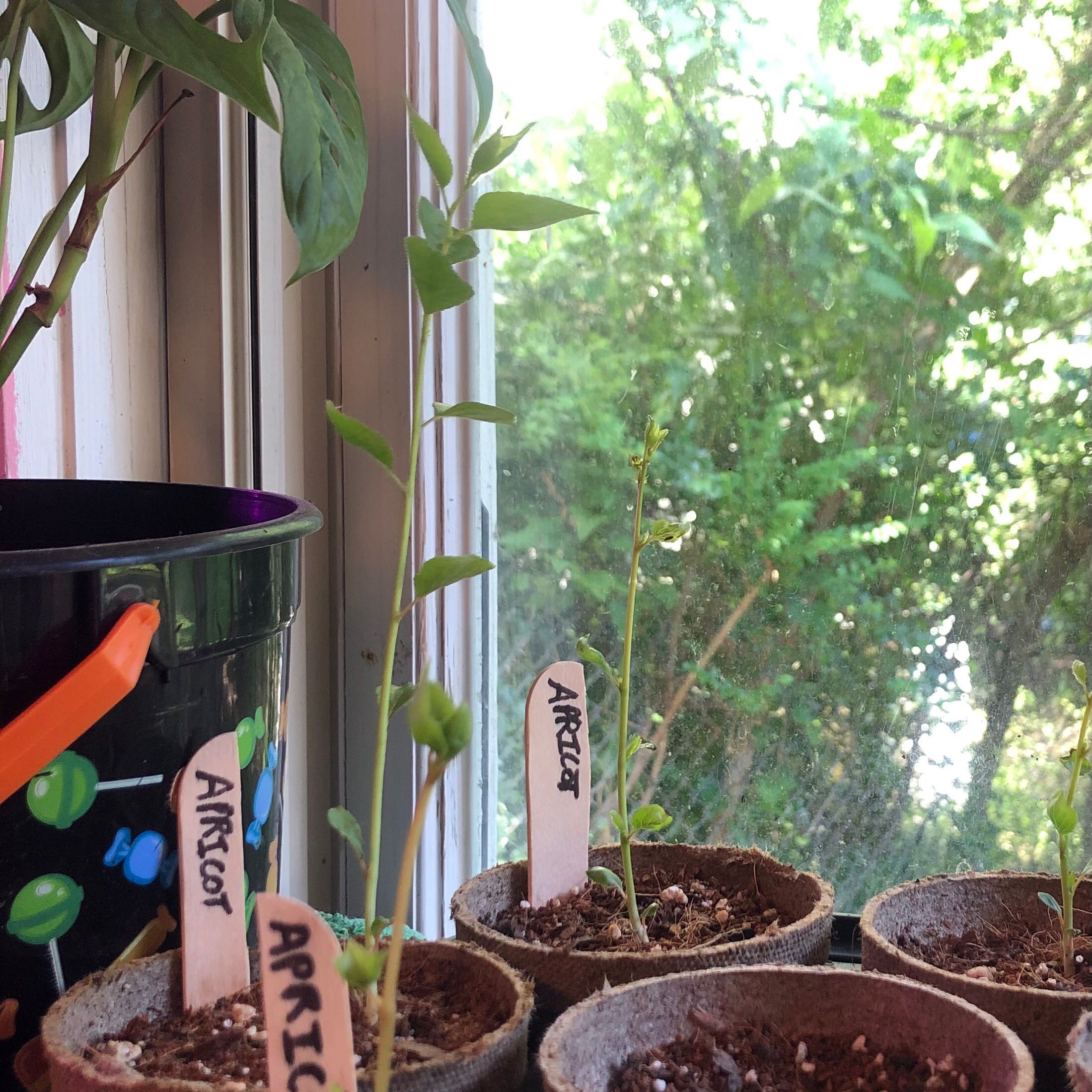 Several small potted apricot seedlings near a window with visible soil.