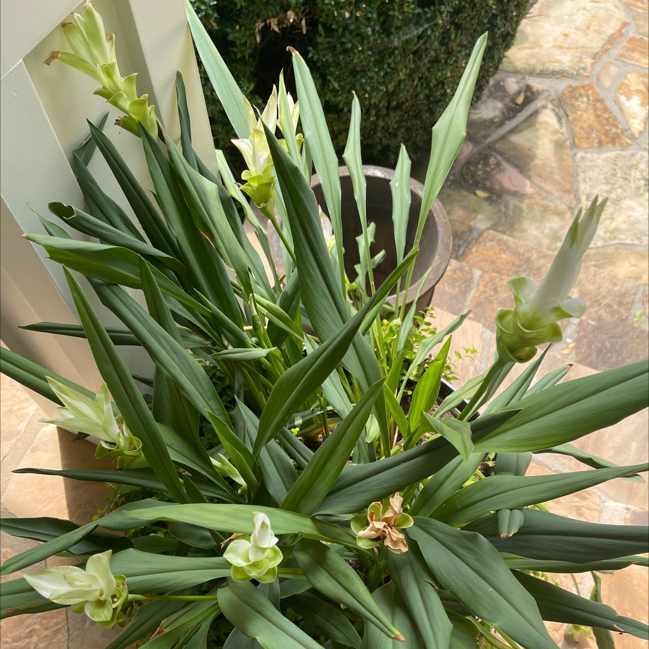 Siam tulip plant with green leaves and white flowers, appears healthy.