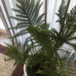 Norfolk Island Pine plant
