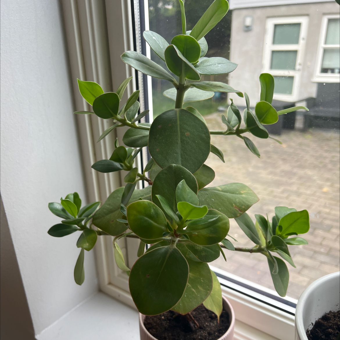 Photo of the plant species Dwarf clusia by @OverseerPilea named Nr1 survival on Greg, the plant care app