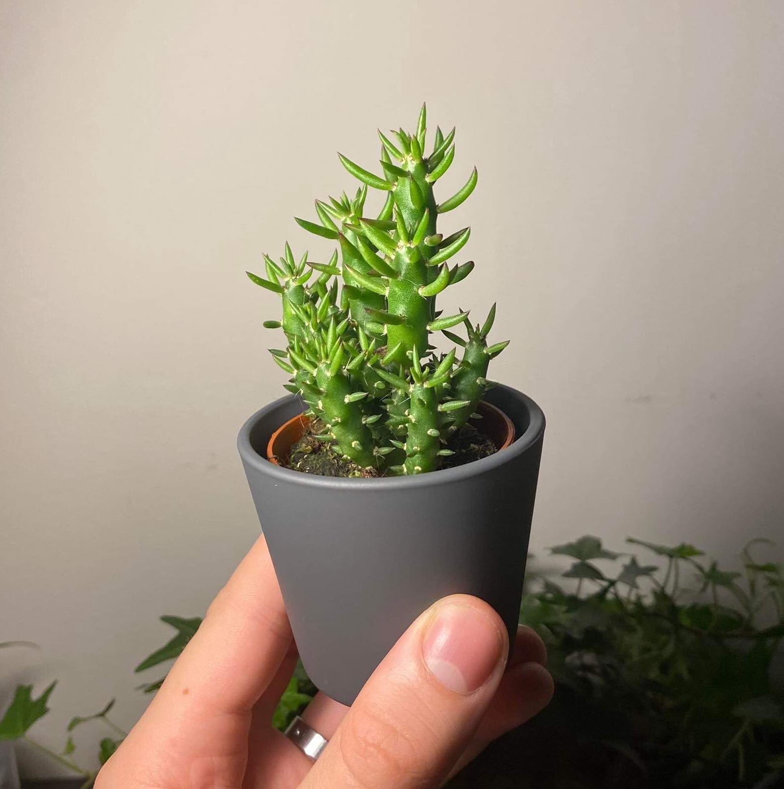Photo of the plant species Eve's Needle Cactus by @kaderrrrr named emma von verbindingstraat on Greg, the plant care app