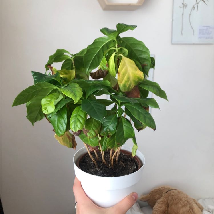 Photo of the plant species Arabian Coffee Plant by @kaderrrrr named lola the kohvipuu on Greg, the plant care app