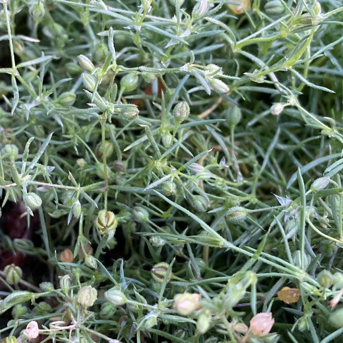 Photo of the plant species Red Sand-Wort by @HolyKudulily named Leaf Erickson on Greg, the plant care app