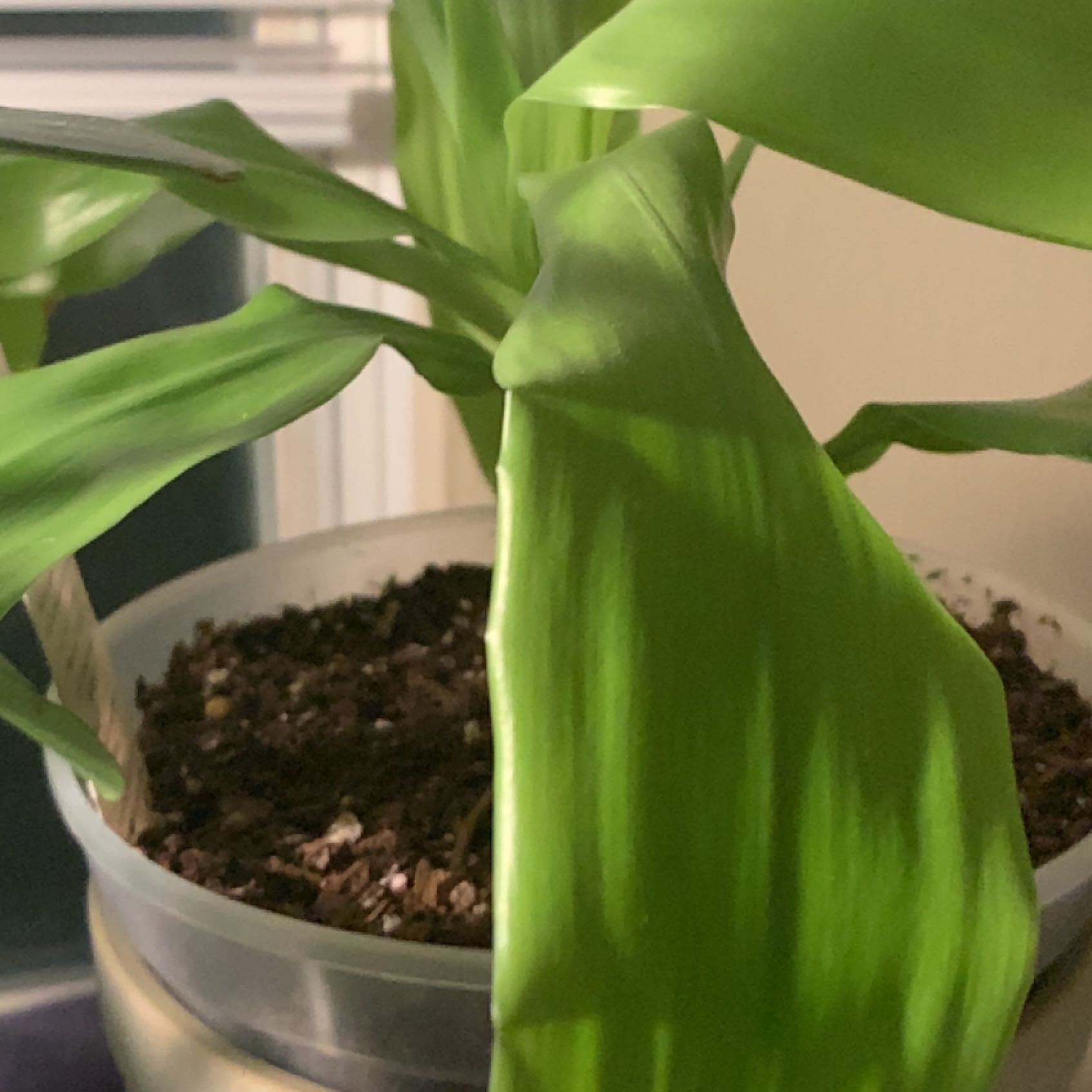 Poisonbulb plant with broad green leaves in a pot with visible soil.