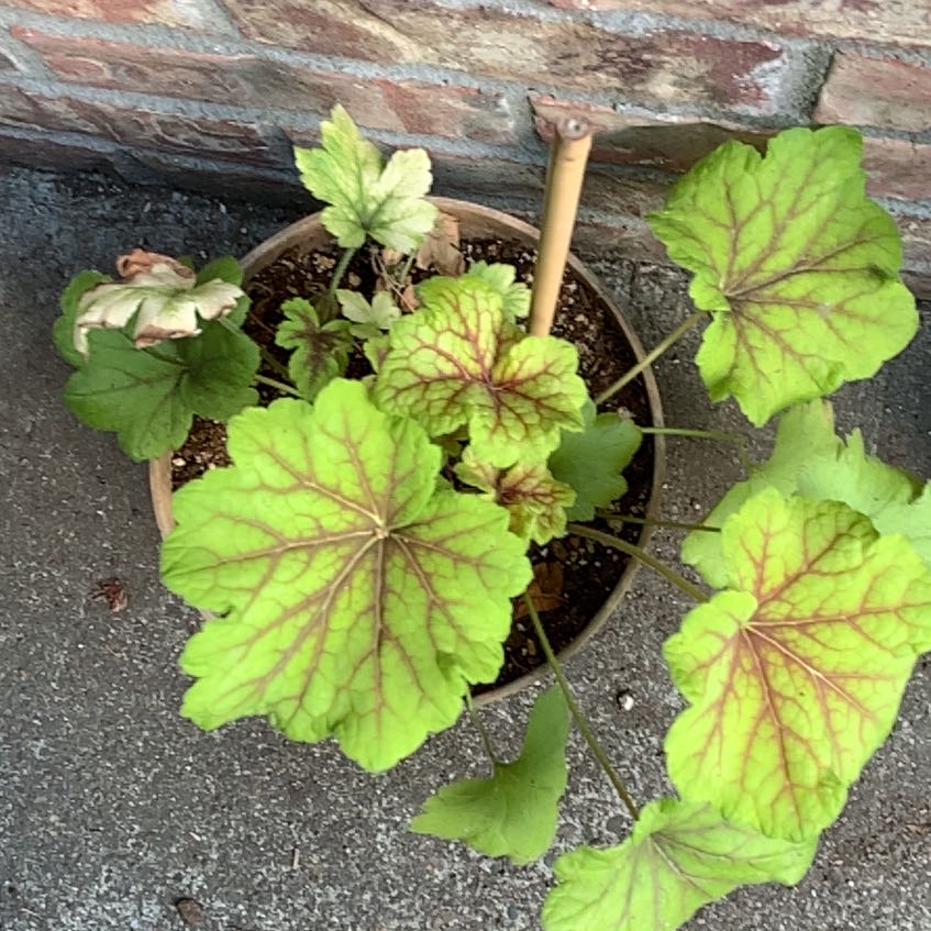 Photo of the plant species Coral Bells by @rxwatson named Red Lightning on Greg, the plant care app