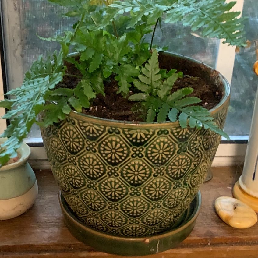Photo of the plant species Autumn Fern 'Brilliance' by @rxwatson named Sigmund’s Briiliance on Greg, the plant care app