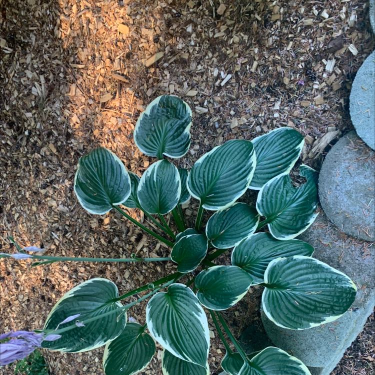 Hosta sieboldii plant with variegated leaves, healthy and well-framed.