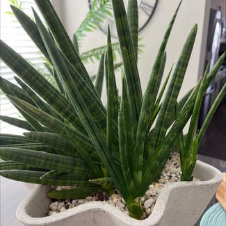 Cylindrical Snake Plant plant in Nashville, Tennessee