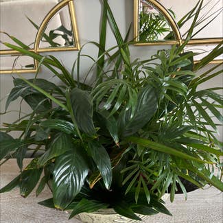 Peace Lily plant in Nashville, Tennessee