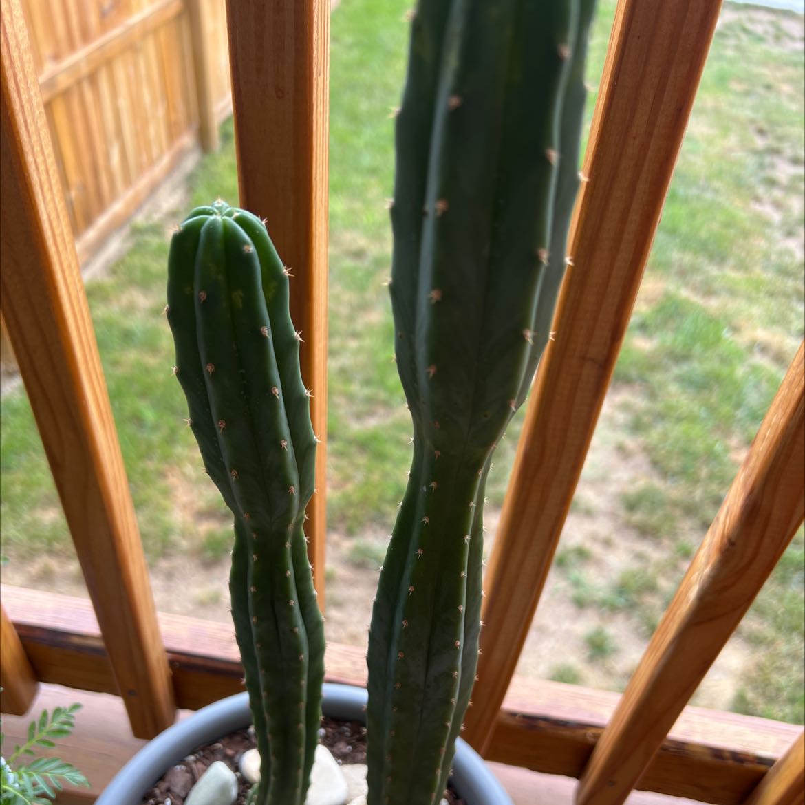 San Pedro Cactus with two stems in a pot, wooden fence and grass in the background.
