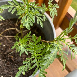 African Marigold plant in Nashville, Tennessee