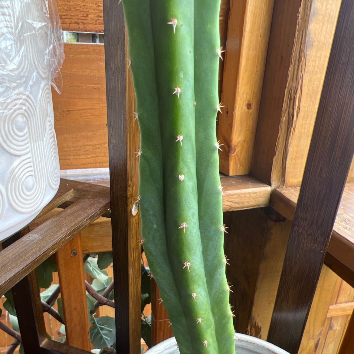 San Pedro Cactus in a pot, healthy green with prominent spines.