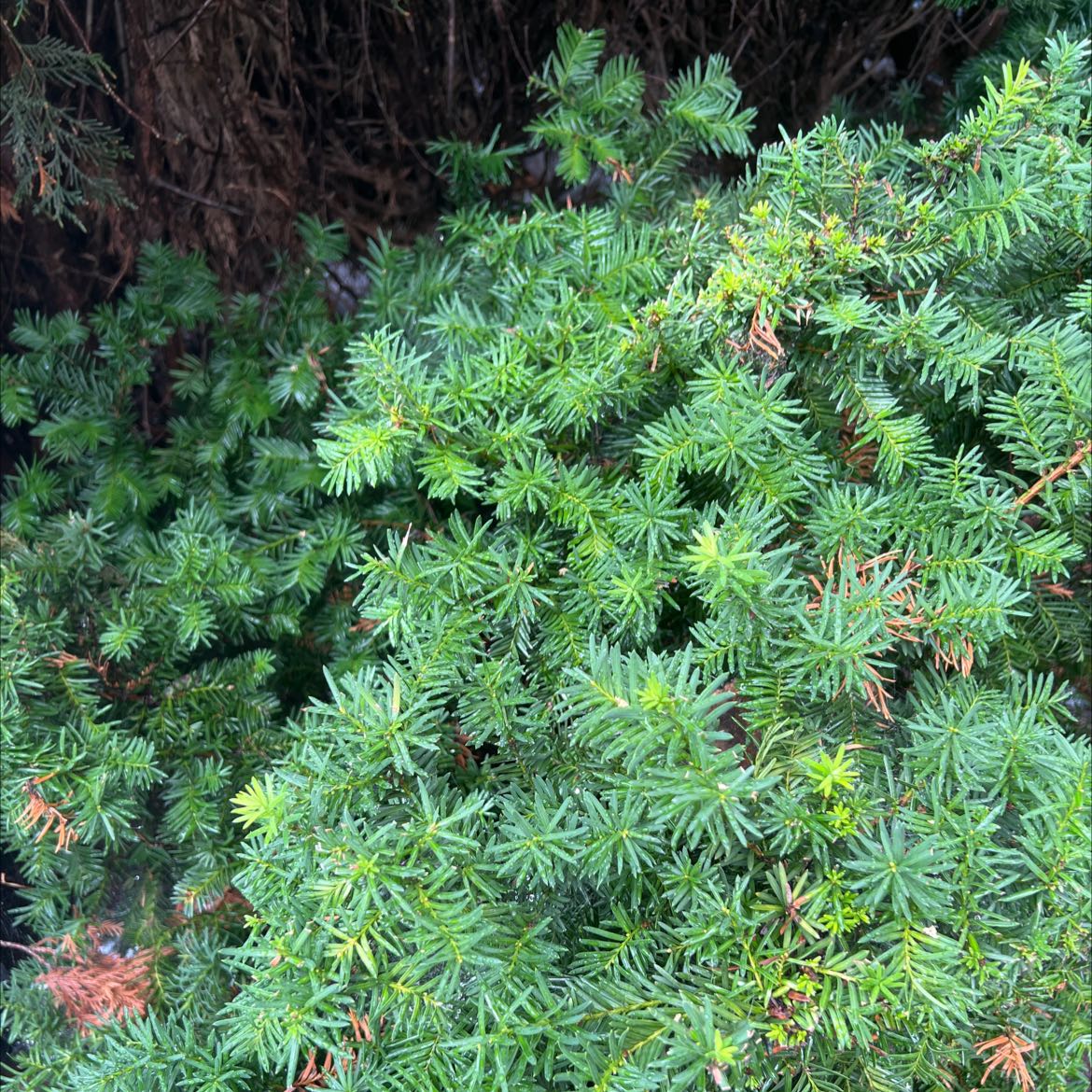 Photo of the plant species English Yew by @ZappyKaraka named Nordstrom on Greg, the plant care app