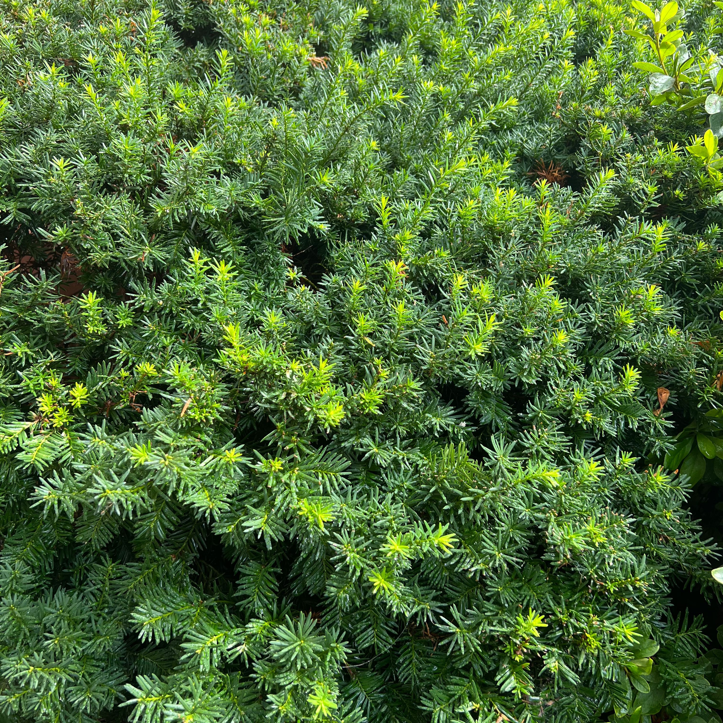 Photo of the plant species English Yew by @ZappyKaraka named Your plant on Greg, the plant care app