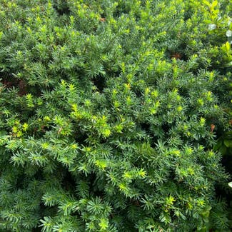 English Yew plant in Nashville, Tennessee