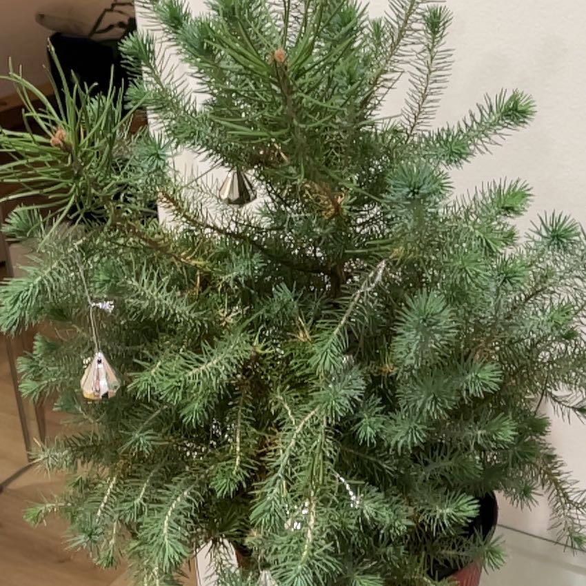 Healthy Blue Spruce plant with dense, green foliage, well-framed and centered.