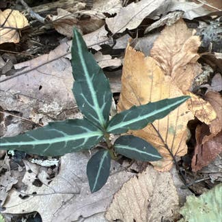 Spotted Wintergreen plant in High Falls, New York