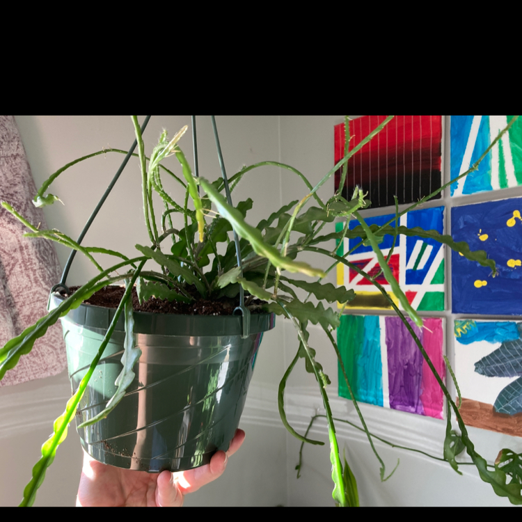 Fishbone Cactus plant photo by @Gor4red named Cesare on Greg, the plant care app.