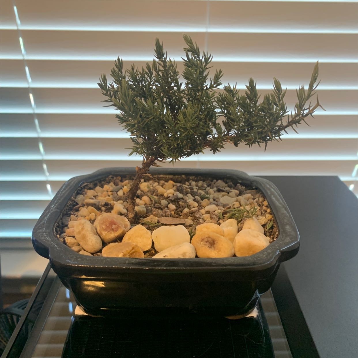 American Common Juniper plant in a black pot with rocky soil, healthy appearance.