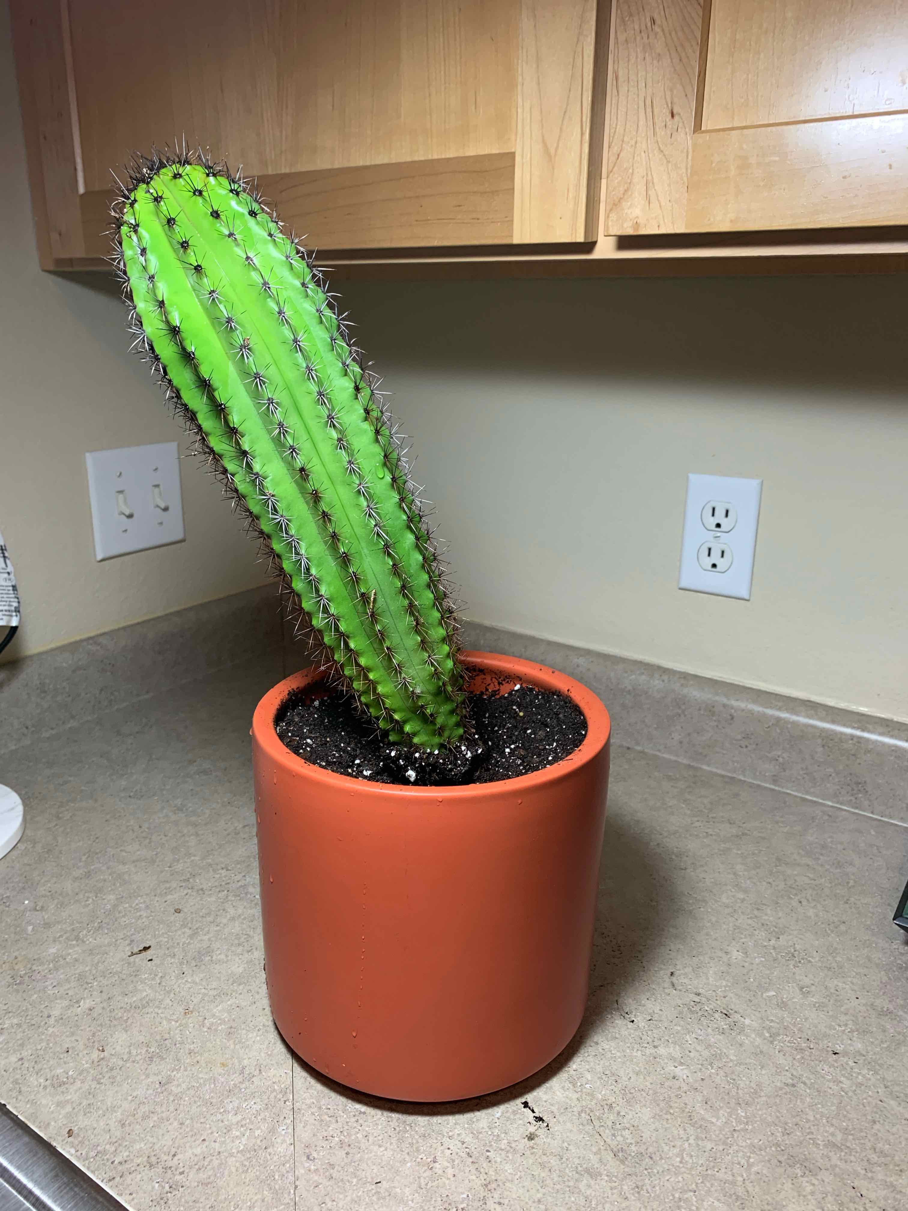 Organ Pipe Cactus in a terracotta pot on a kitchen counter.