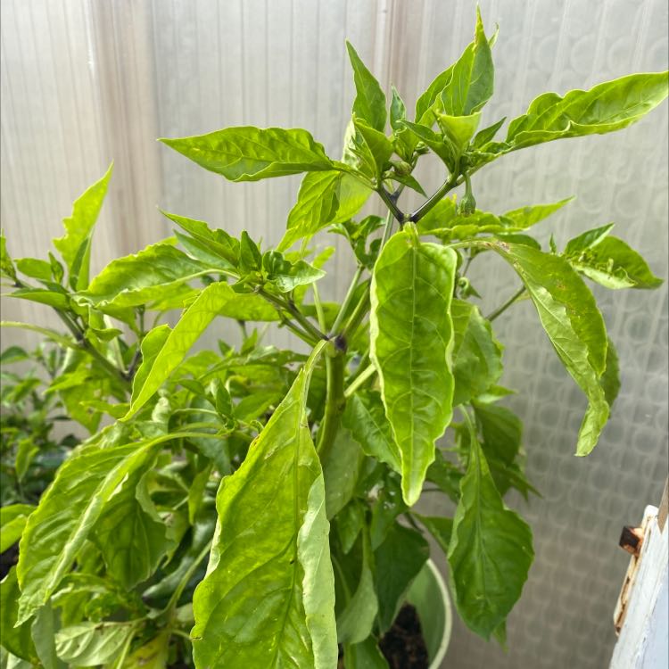 Photo of the plant species Pepper Plant by @TidyBlackash named Your plant on Greg, the plant care app