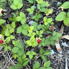 Photo of the plant species Mock Strawberry by @JemariLeihoku named Mando on Greg, the plant care app