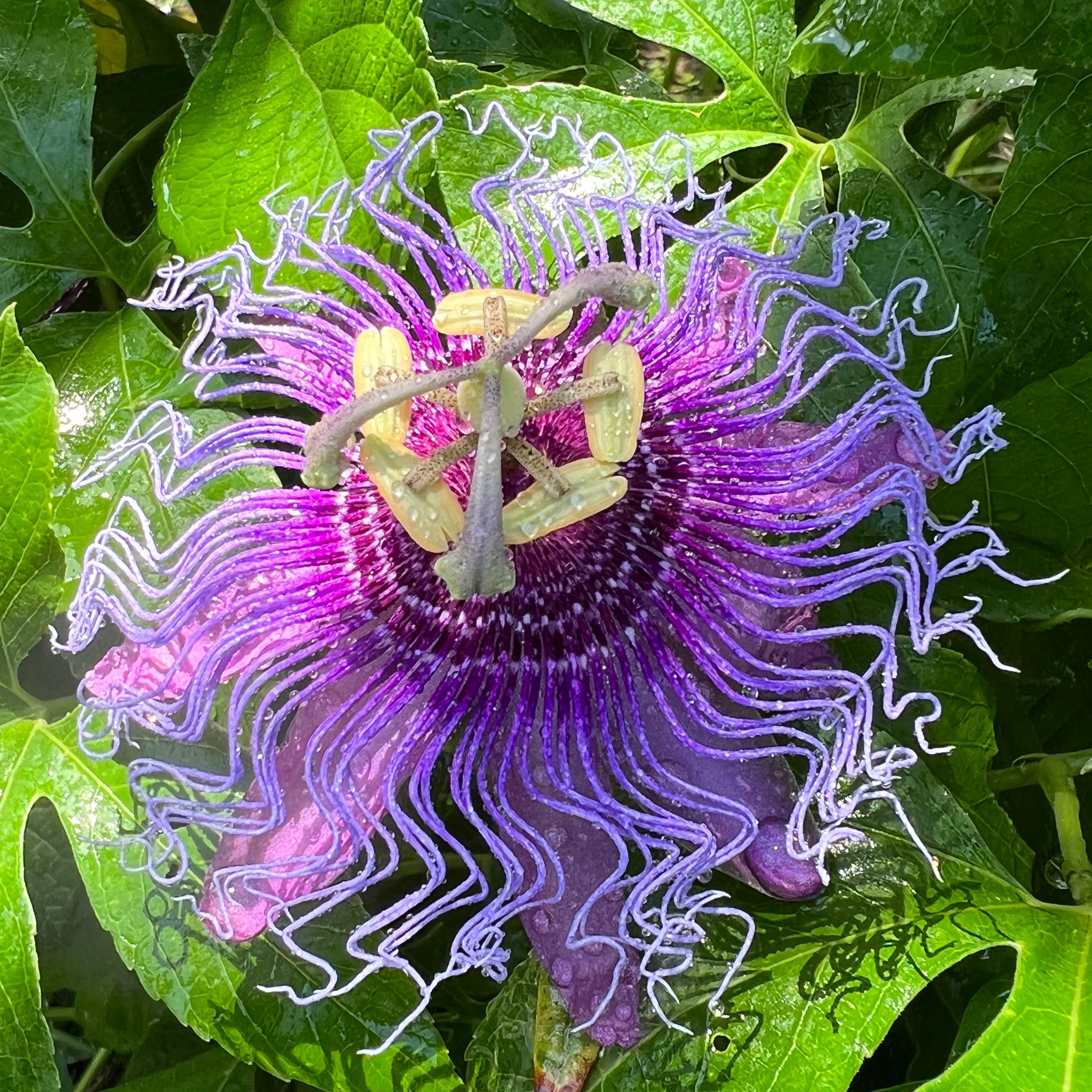 Bluecrown Passionflower with vibrant purple and white petals, well-centered and in focus.