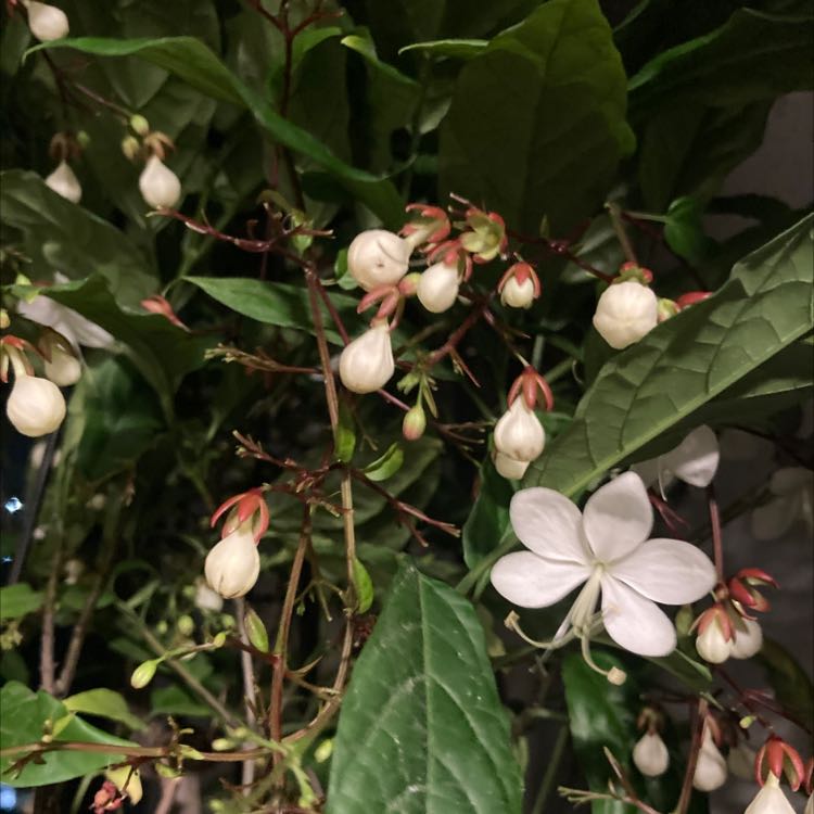 Photo of the plant species Clerodendrum laevifolium by @GaietyNoblefir named Creep on Greg, the plant care app