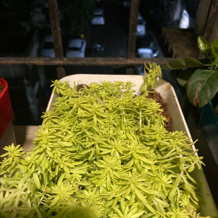 Healthy Spanish Stonecrop in a rectangular container with vibrant green leaves.