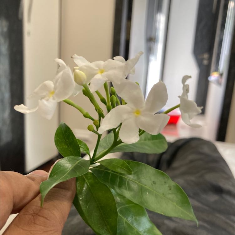 Crepe Jasmine plant with white flowers and green leaves held by a hand.