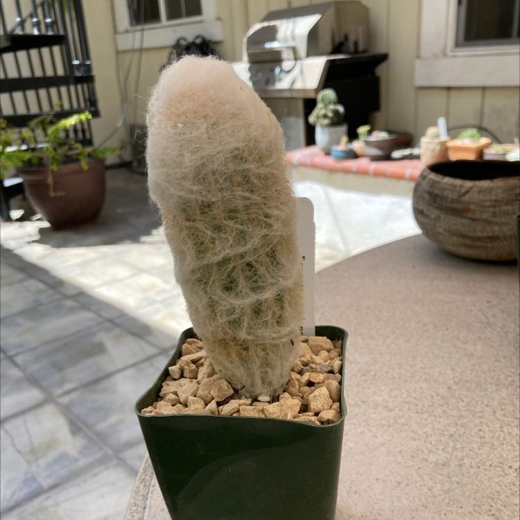 Peruvian Old Lady Cactus in a small pot with gravel, outdoors.