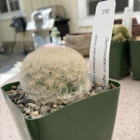 Photo of the plant species feather cactus by Peakpigsears named Furry boy on Greg, the plant care app