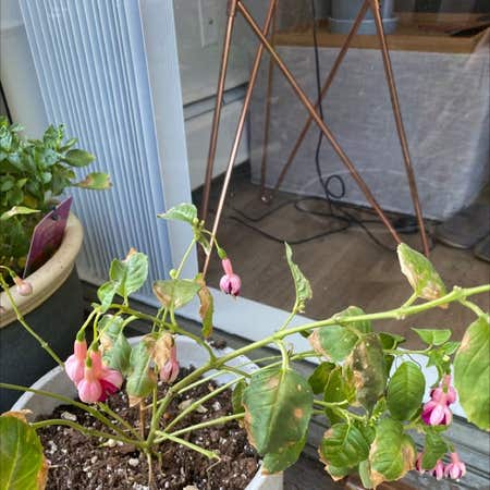 Photo of the plant species Fuchsia 'Ballet Girl' by @SturdyLychee named Flo on Greg, the plant care app