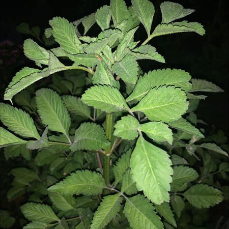 Photo of the plant species Beggar-Ticks by Wingedbonsai named Your plant on Greg, the plant care app