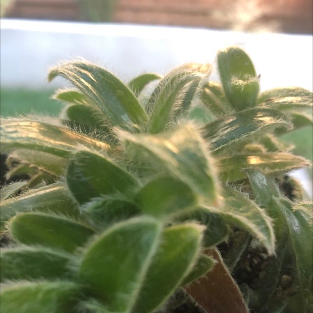 Photo of the plant species White Velvet by @LegitMarjoram named Lile on Greg, the plant care app