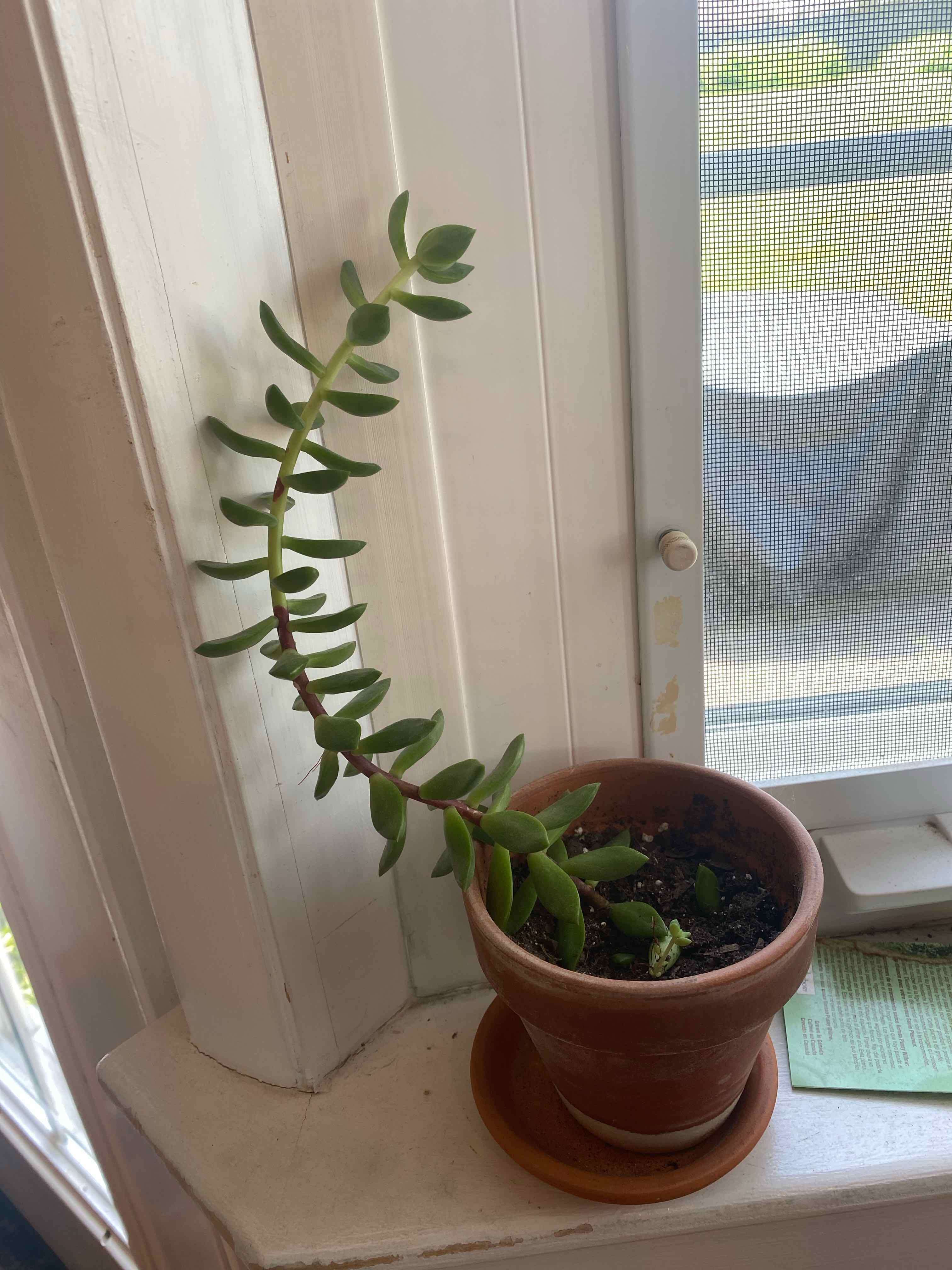 Potted Lipstick Echeveria on a windowsill with elongated stems and fleshy leaves.