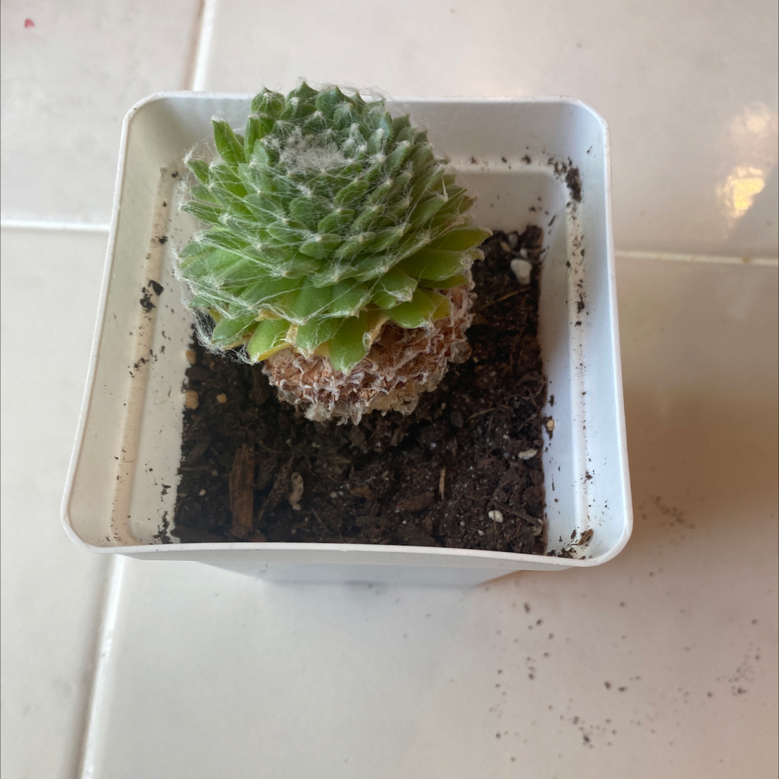 Cobweb Hens and Chicks plant in a small white pot with visible soil.